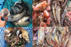 嘴东渔港码头钓螃蟹时间多久啊,掌握最佳时间，体验垂钓乐趣