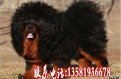 藏獒交配,探寻神秘交配之谜