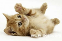 周公解梦大全梦见猫,猫的神秘寓意与梦境解析