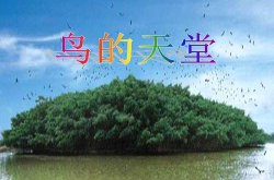 鸟的天堂ppt课件,自然奇观与生命和谐的赞歌