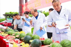 中国人的“吃瓜自由”底气越来越足我们的吃瓜自由是怎么实现的